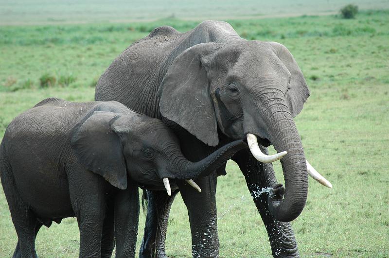 Elephants drinking.JPG